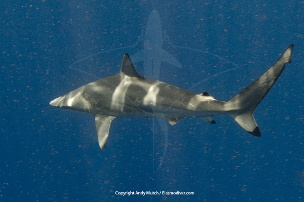 Spinner Sharks. Images and information about the spinner shark